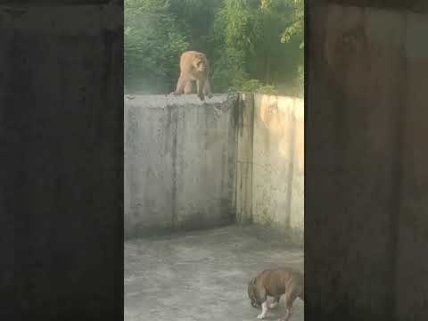 Adult male Pitbull vs Giant male Monkey Fight_1080p #shorts