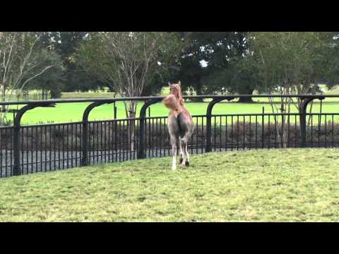 DeSha Falima (Laheeb Al Nasser x Imperial Maysama)