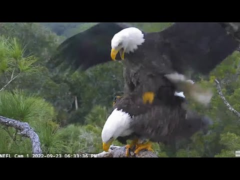 AEF NEFL Eagles ~ Love Is In The Air! 💕 Samson & Gabby's First Mating Seen On Cam!  9.23.22