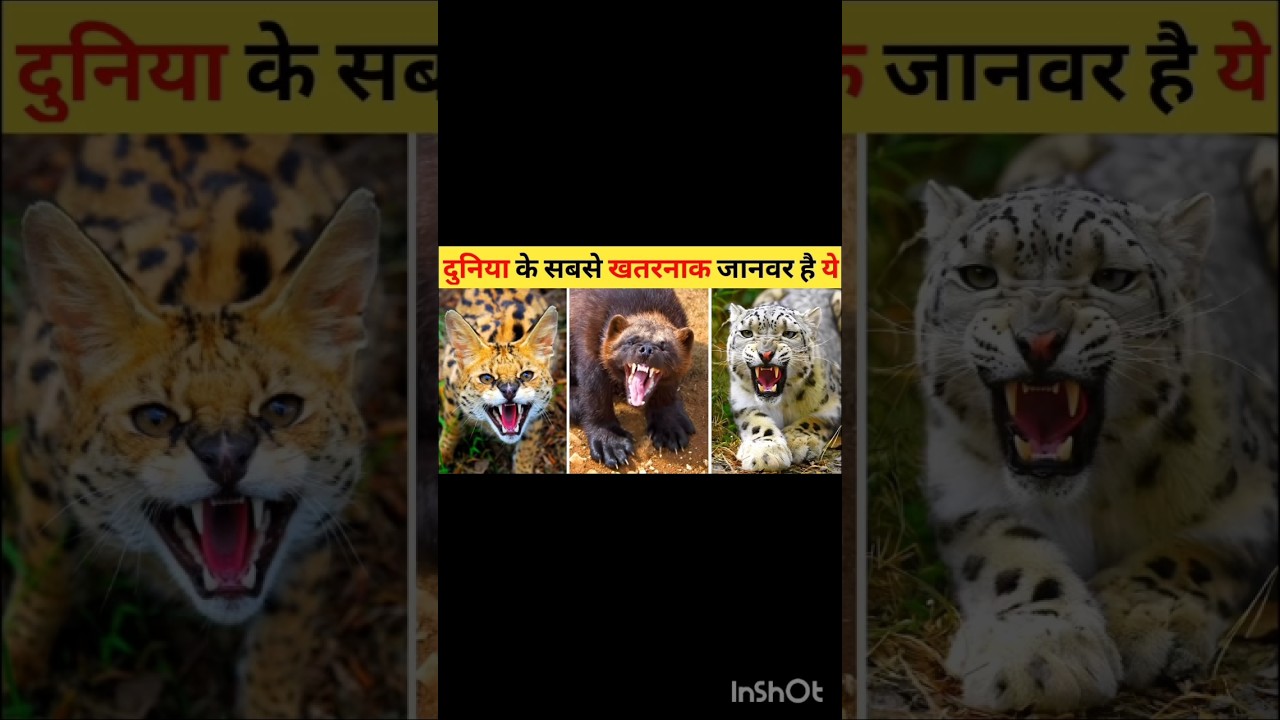 4 होश उड़ाने वाले फैक्ट्स! 🧠💥 #shortsये 4 बातें आप नहीं जानते होंगे! 🤯 #facts4 गजब