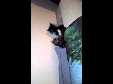 apache and zorro part 2