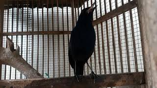 Download lagu PANCINGAN CIUNG WANORO GACOR #ciungwanara #burungbahan #burungmasteran mp3 Download lagu PANCINGAN CIUNG WANORO GACOR #ciungwanara #burungbahan #burungmasteran mp3