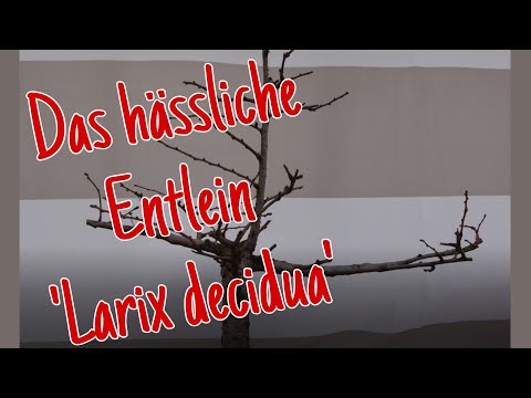 Lärche 'Larix decidua’ und Deutsche Eiche 'Quercus robur' Pre-Bonsai 2023/07