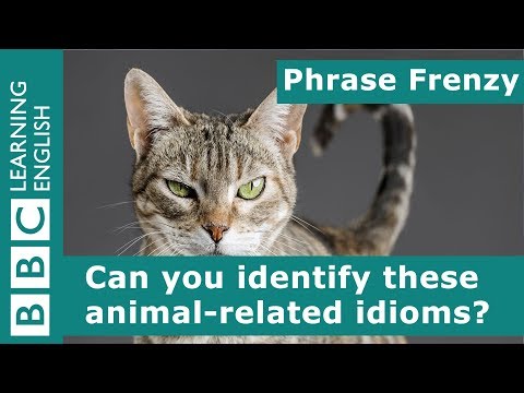 A picture quiz about idioms: Animals