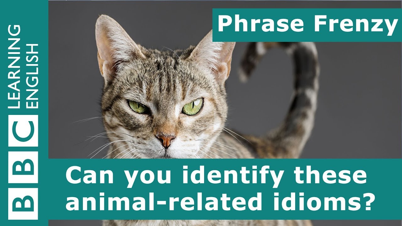A picture quiz about idioms: Animals