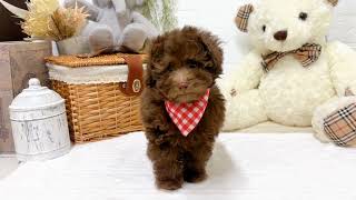 トイプードルの動画02