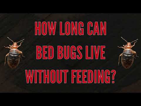 How Long Can Bed Bugs Live Without Feeding? | The Bed Bugs Experts