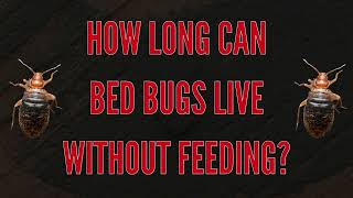 How Long Can Bed Bugs Live Without Feeding | The Bed Bugs Experts