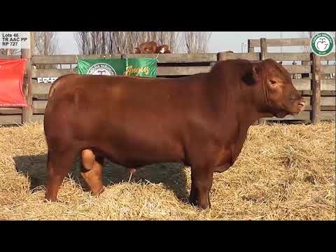 NIRIHUAU 727 LA LEGUA 246 CACIQUE T/E