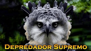✔ ÁGUILA ARPÍA: El Poderoso Monarca de los Cielos🦅 Guardianes de los Bosques Tropicales