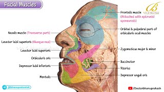 Facial Muscles (Cadaveric Anatomy)