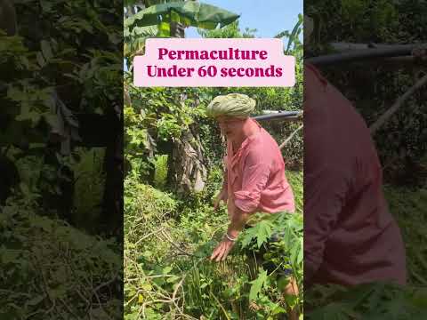Permaculture under 60 seconds 3/n Value of growing different plants together #krishnamckenzie