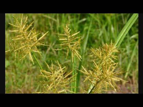 junça junco Tiririca what are the benefits