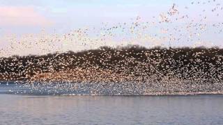 Thousands of thousands of migrating white geese.