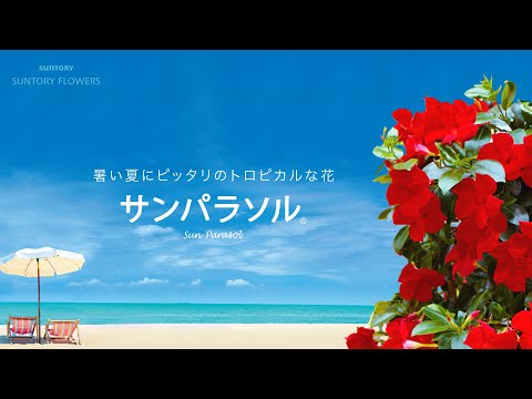 ナポリのサントリーナ、サントリーナ・ネアポリターナ