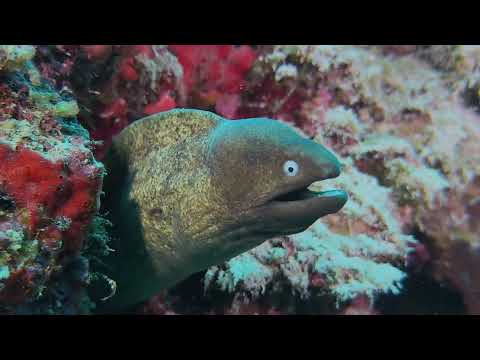 Moalboal, Cebu Philippines – Part 3 - scuba diving video