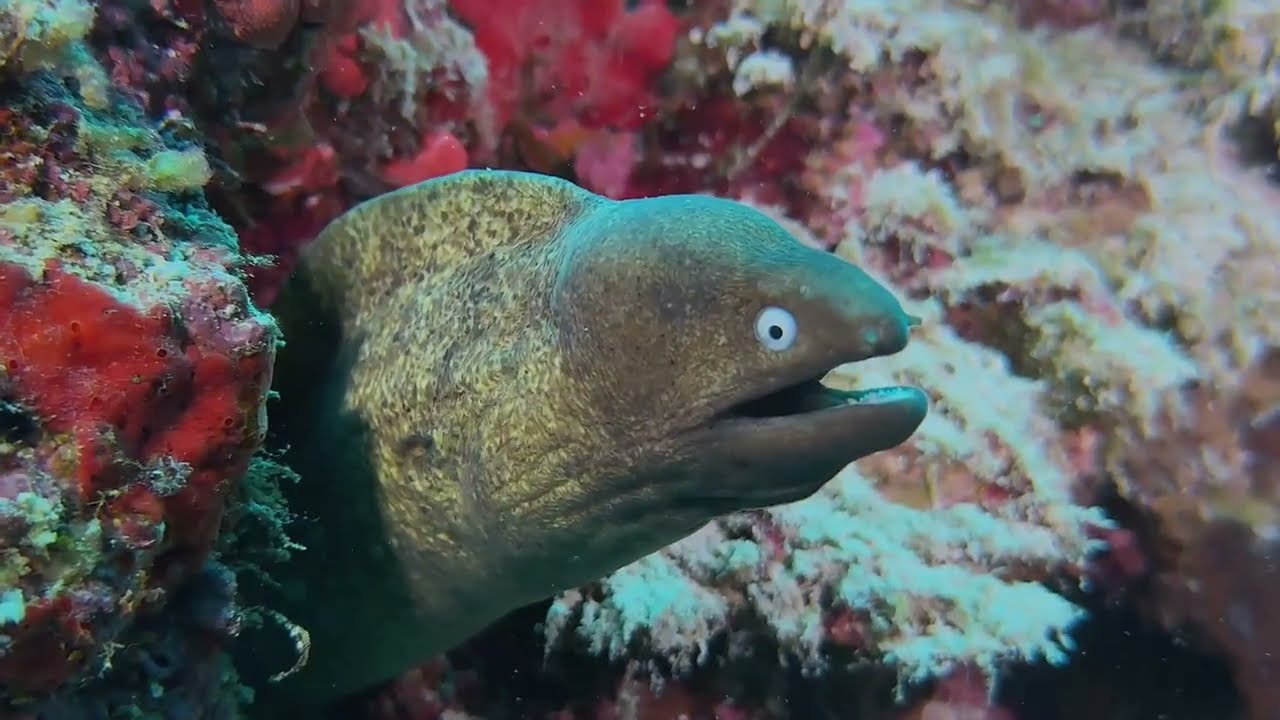 Third of 5 videos - A selection of Moalboal's Vertebrates