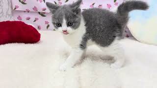 ブリティッシュショートヘアの動画01
