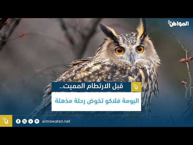 قبل الارتطام المميت.. البومة فلاكو تخوض رحلة مذهلة