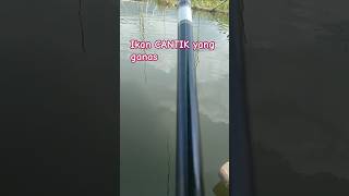 Download lagu RED DEVIL CANTIK TAPI GANAS#fishing #mancing #shortsviral #shorts mp3 Download lagu RED DEVIL CANTIK TAPI GANAS#fishing #mancing #shortsviral #shorts mp3