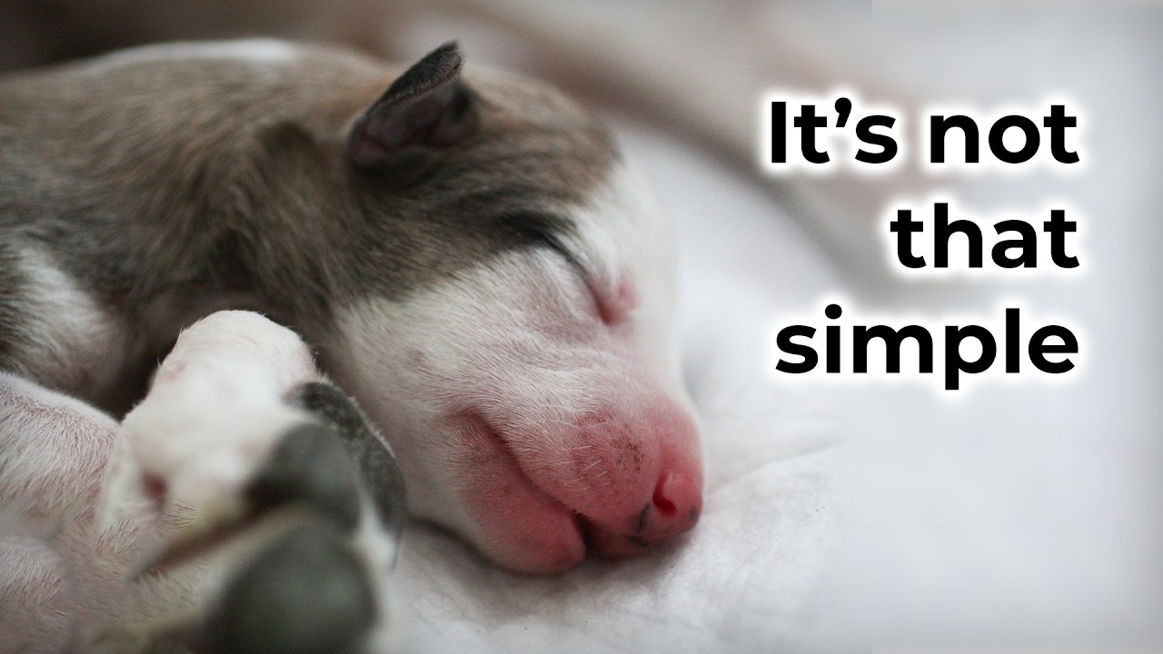 Ethical Dog Breeding Is Not What You Think