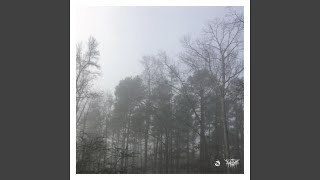 Maidenhair Spleenwort