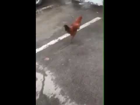 10 Hours of Chicken Marching to Preußens Gloria | this-belongs-here-long-live-the-reichshahn