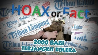 Hoax or Fact: 2.000 Ekor Ternak Babi di Sumut Terjangkit Hog Cholera?
