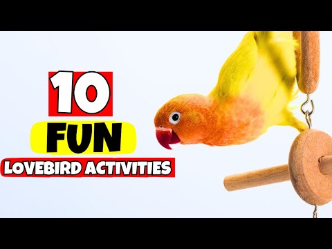 10 Fun Lovebird Activities to Boost Exercise & Brainpower