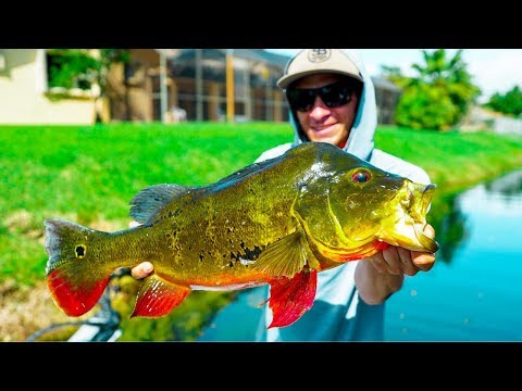 Catching GIANT EXOTIC FISH In Ultra Clear Water Canals (exciting)