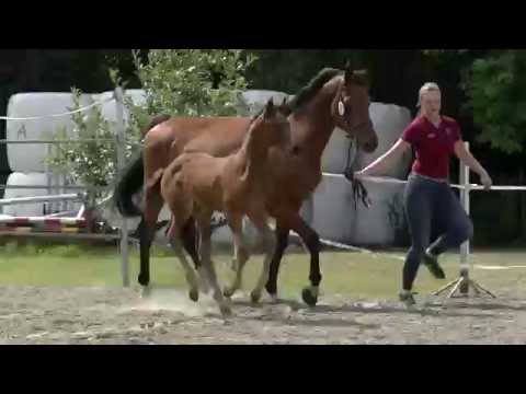 Prämiertes Holsteiner Stutfohlen von New Quidam (162)