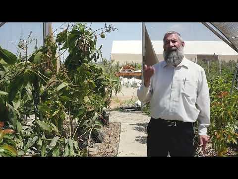 When are nursery years included in the orlah count?