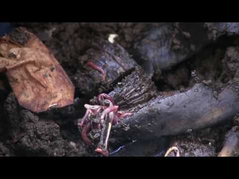 Vermicomposting 101: Build A Bin