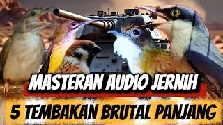 Download lagu 5 masteran tembakan panjang | kapas tembak gereja tarung cucak jenggot jinjing petulak & pijantung mp3