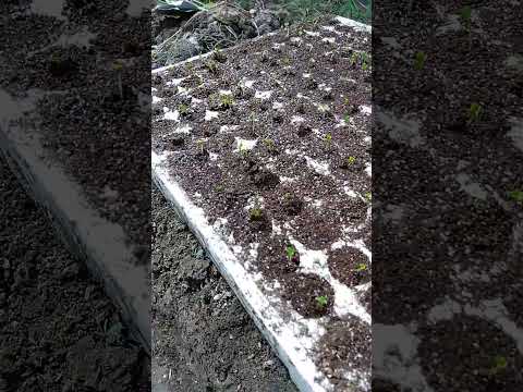 苗にはどんな土を使えばいいのでしょうか？種子の発芽を保証する混合物はこちらです。  庭園