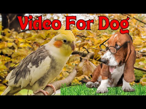 TV for Dogs: Summer Birds - Relaxing Videos for Your Pet / Bird Song