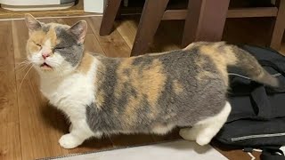 【ウンポヨ】発情期まっさかりで落ち着かないポヨたん　そして咆哮【猫】【ブリティッシュショートヘアー】