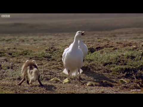 キツネの捕食者