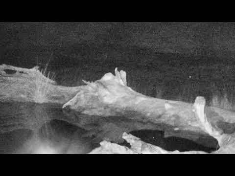 Djuma: Side-striped Jackal pair - 22:19 - 07/22/18