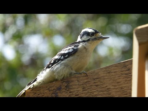 How to attract Downy Woodpeckers - Basic tips