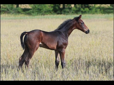 colt *2020 Secret File by Secret - Borispol - Gabilan