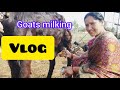 Goats Milking Vlog