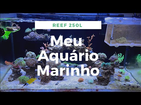 Com esta o meu Aquário Marinho 250L Corais  Mistos SPS, Soft, LPS, Anêmonas Reef Tank