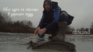 Ловля щуки зимой в прудах