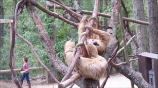 Vincent Liou - Viral (Unofficial Music Video)