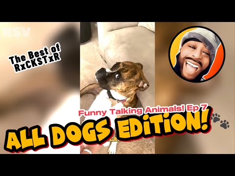 Best of RxCKSTxR Funny Talking Animal Voiceovers Compilation Ep 7
