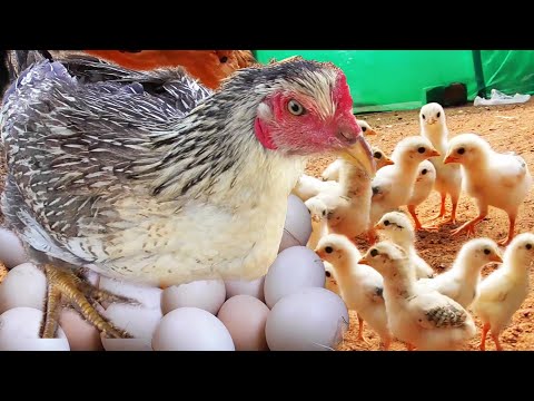 MURGI Hen Harvesting eggs to Chicks "Roosters and Hens" MURGA Small Birds Chick just born from Egg
