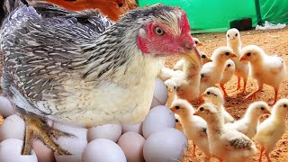 MURGI Hen Harvesting eggs to Chicks  Roosters and 