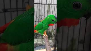 Download lagu Serindit jantan gacor cocok untuk masteran murai batu #masteranmuraibatu #serindit #serinditgacor mp3