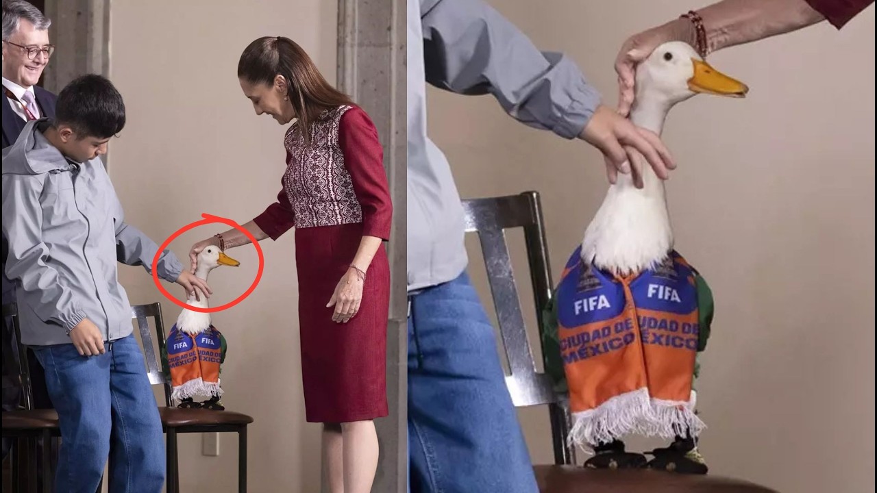 Qué pasa SI OCUPAS LA IMAGEN del PATO MERLÍN sin PERMISO?